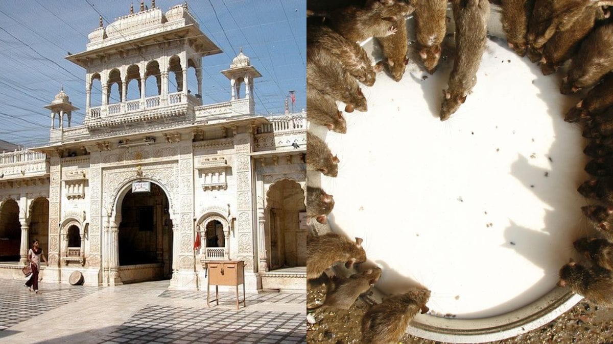 Karni Mata Temple in Deshnok: Mystical history, significance, and unique rat worship tradition behind Rajasthan's popular pilgrimage site