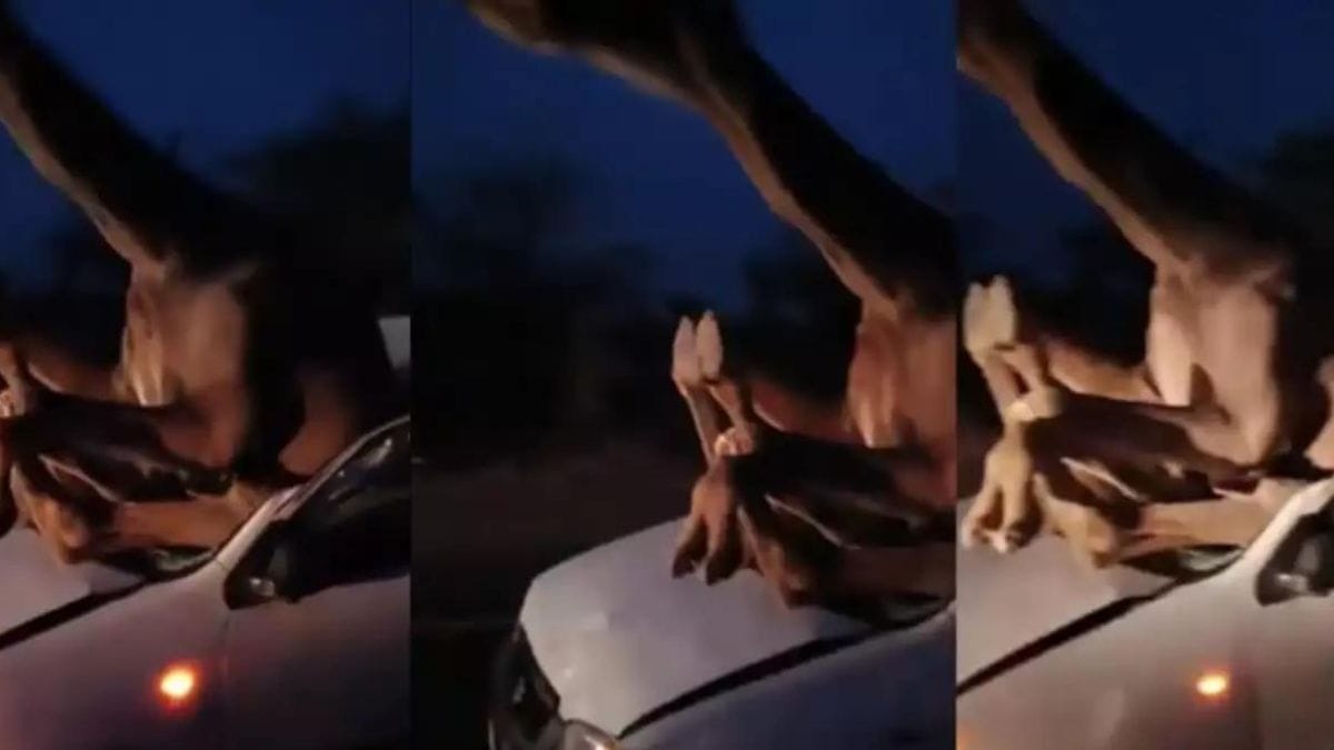 Camel gets stuck in windscreen of car in Rajasthan; Video go viral