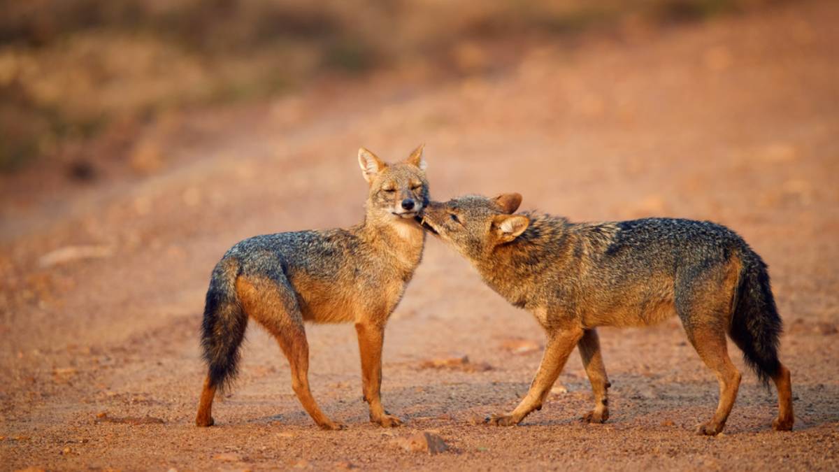 Protecting biodiversity: Rajasthan's remarkable wildlife conservation endeavors