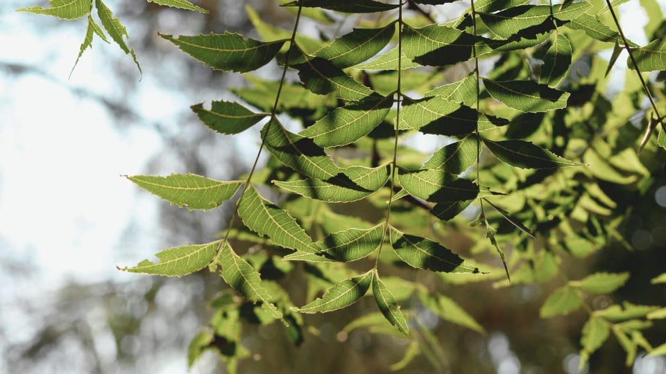 Neem vs Synthetic Toothpaste: Which One is Better for Your Teeth?