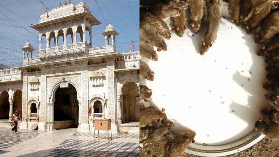 Karni Mata Temple in Deshnok: Mystical history, significance, and unique rat worship tradition behind Rajasthan's popular pilgrimage site